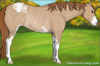 Horse Color:Red Dun Sabino Varnish Rabicano