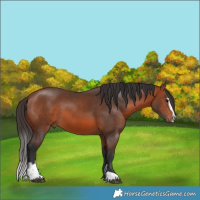 Horse Color:Bay Sabino