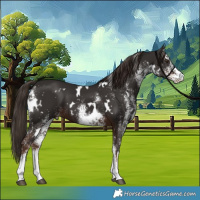 Horse Color:White Spotted Liver Chestnut 
