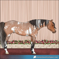 Horse Color:White Spotted Bay Roan 