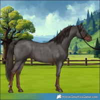 Horse Color:Liver Red Roan 