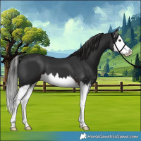 Horse Color:Liver Chestnut Sabino Splash