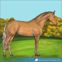 Horse Color:Palomino 