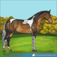 Horse Color:Silver Buckskin Tobiano Rabicano