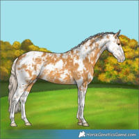 Horse Color:Palomino Sabino 