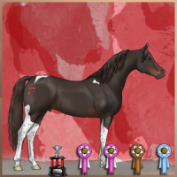 Horse Color:Liver Chestnut Tobiano 