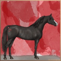 Horse Color:Liver Chestnut Rabicano 