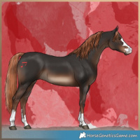 Horse Color:Liver Chestnut 