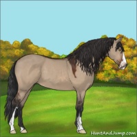 Horse Color:Brown Dun Sabino 