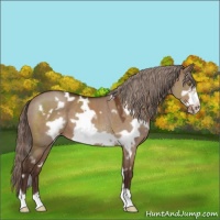 Horse Color:White Spotted Liver Red Dun Frame 