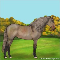 Horse Color:Liver Red Dun 
