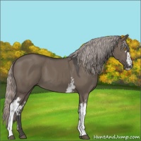 Horse Color:White Spotted Silver Grullo Sabino 
