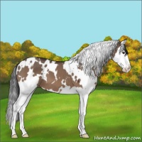 Horse Color:White Spotted Brown Dun Splash 