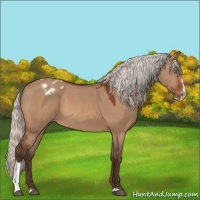 Horse Color:Silver Brown Dun Sabino Appaloosa 