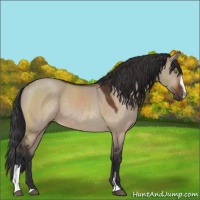 Horse Color:Brown Dun Sabino 