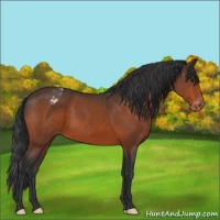 Horse Color:Bay Appaloosa 