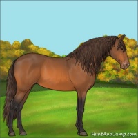 Horse Color:Buckskin Varnish 