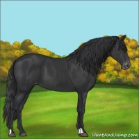 Horse Color:Black Appaloosa 