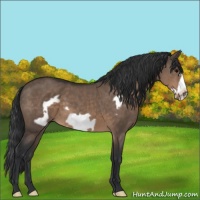 Horse Color:Brown Dun Frame 