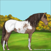 Horse Color:Classic Champagne Appaloosa 