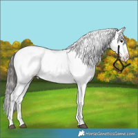 Horse Color:Black Splash Appaloosa 