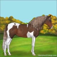 Horse Color:Liver Chestnut Tobiano 