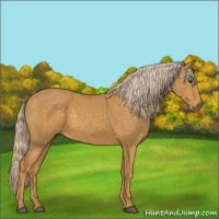 Horse Color:Palomino 