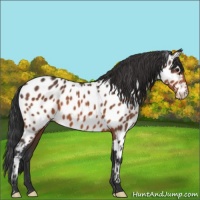 Horse Color:Brown Appaloosa 