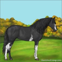 Horse Color:White Spotted Black 