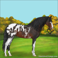 Horse Color:White Spotted Brown Appaloosa 