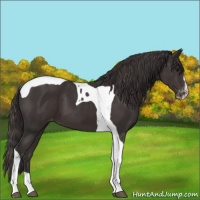 Horse Color:Smoky Black Sabino Tobiano Appaloosa 