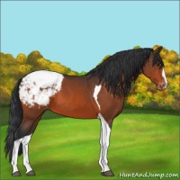 Horse Color:Brown Sabino Tobiano Appaloosa 
