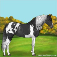 Horse Color:Black Tobiano Appaloosa 