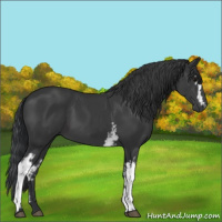 Horse Color:White Spotted Black 