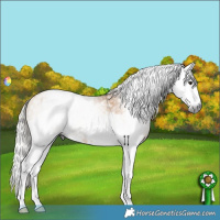 Horse Color:Gray Silver Buckskin Roan Splash  and Gray Silver Amber Cream Champagne Roan Splash 