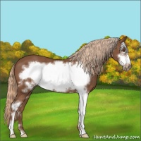 Horse Color:Chestnut Sabino Frame 