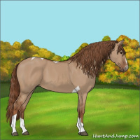 Horse Color:Red Dun Sabino Tobiano 