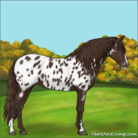 Horse Color:Liver Chestnut Sabino Appaloosa 