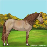 Horse Color:Red Dun Sabino 