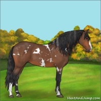 Horse Color:White Spotted Bay Sabino 