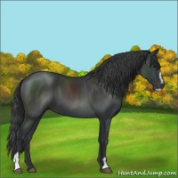 Horse Color:Black Sabino 