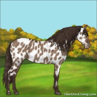 Horse Color:Liver Red Dun Sabino Blanket 