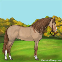 Horse Color:Red Dun Sabino Appaloosa 