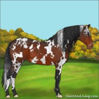 Horse Color:White Spotted Brown Appaloosa 