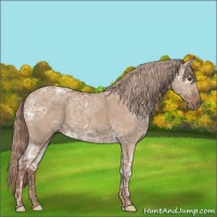 Horse Color:Red Dun Ice 