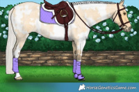 Horse Color:White Spotted Silver Buckskin Roan 