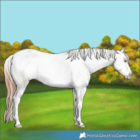 Horse Color:Bay Dun Sabino Appaloosa 