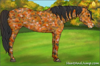 Horse Color:Bay Splash 