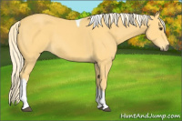 Horse Color:Palomino Tobiano 