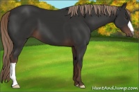Horse Color:Liver Chestnut 